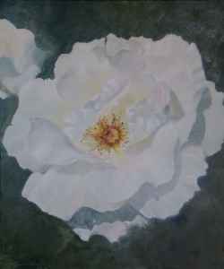 Open White Rose