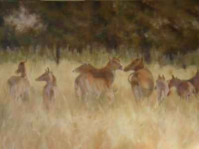 Indian Antelopes