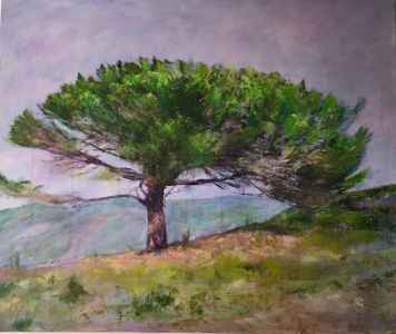 Solitary Pine Tree